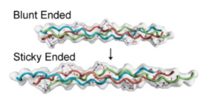 Collagen research by effrey Hartgerink Laboratory 