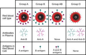 new studies help researchers in creating a universal blood type