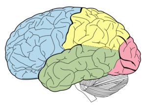 640px-Lobes_of_the_brain_NL.svg