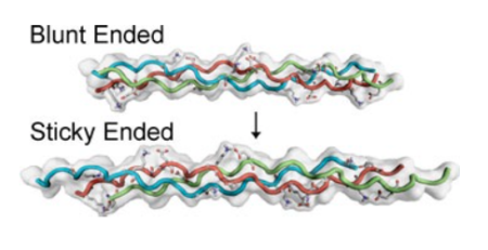 Collagen research by effrey Hartgerink Laboratory