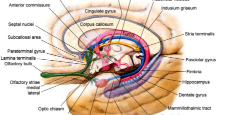 dentate-gyrus location in the brain