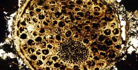 new fossil discoveries by Virginia Tech shows earth age discrepancy